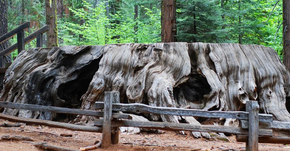 Calaveras Big Trees State Park, California, USA